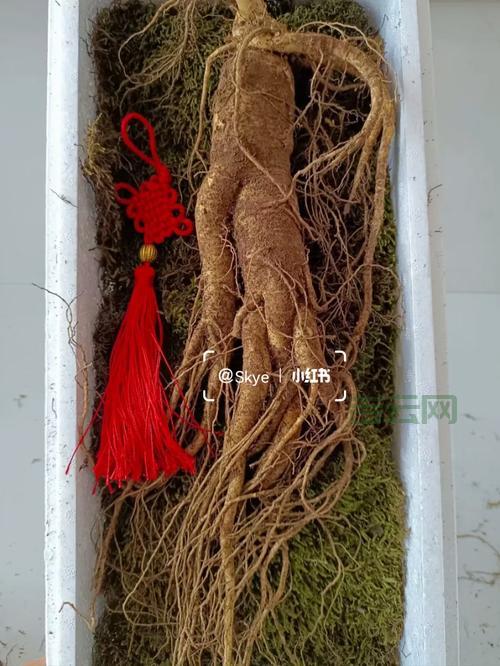 免费域名哪里申请？教你避开坑，选对平台