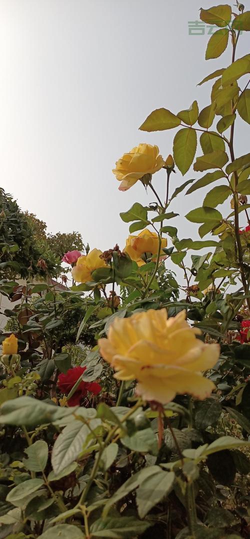 2023年最新代理服务器IP列表，稳定高效