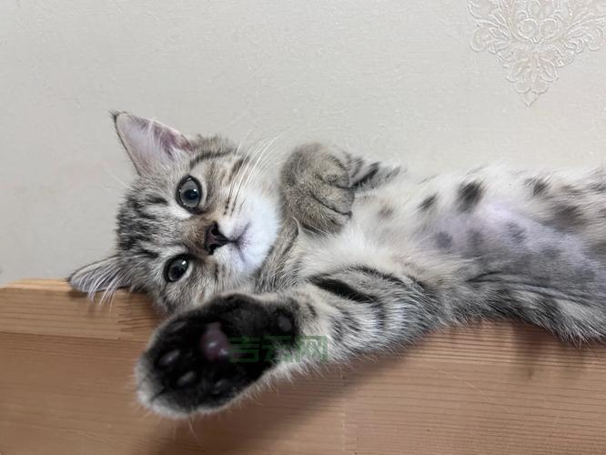 Glod是什么意思?简单口语化解释Glod含义